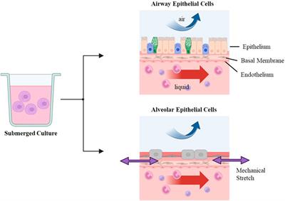 Revolutionizing respiratory health research: “commercially-available lung-on-a-chip and air-liquid interface systems”